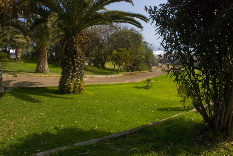 palm trees in a grassy field with pathway and street