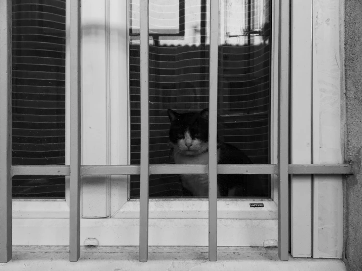 black and white cat looking out the window of an old  cell