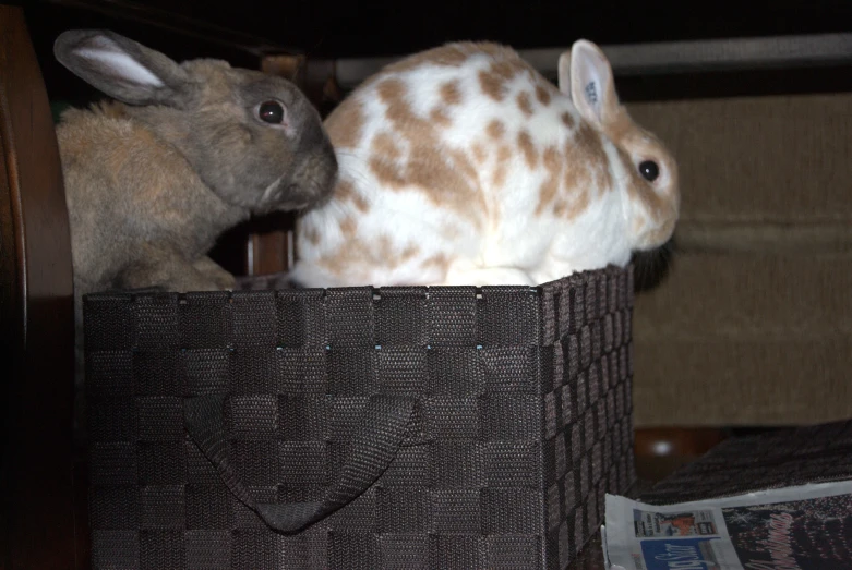 two rabbits are sitting in a basket on a table