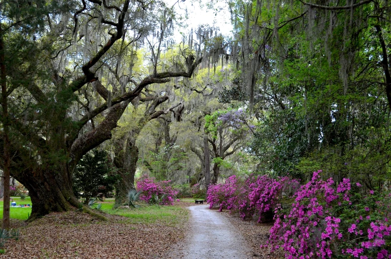 path leading to lush green trees with purple flowers