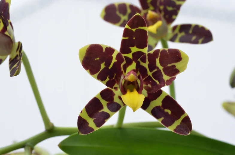 a green plant with yellow flowers and brown dots