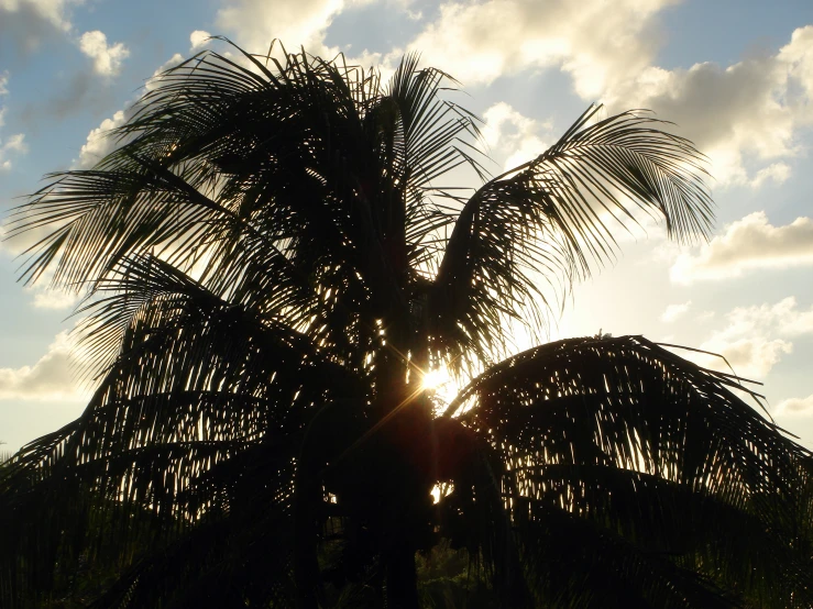 there is a palm tree that has the sun in the background