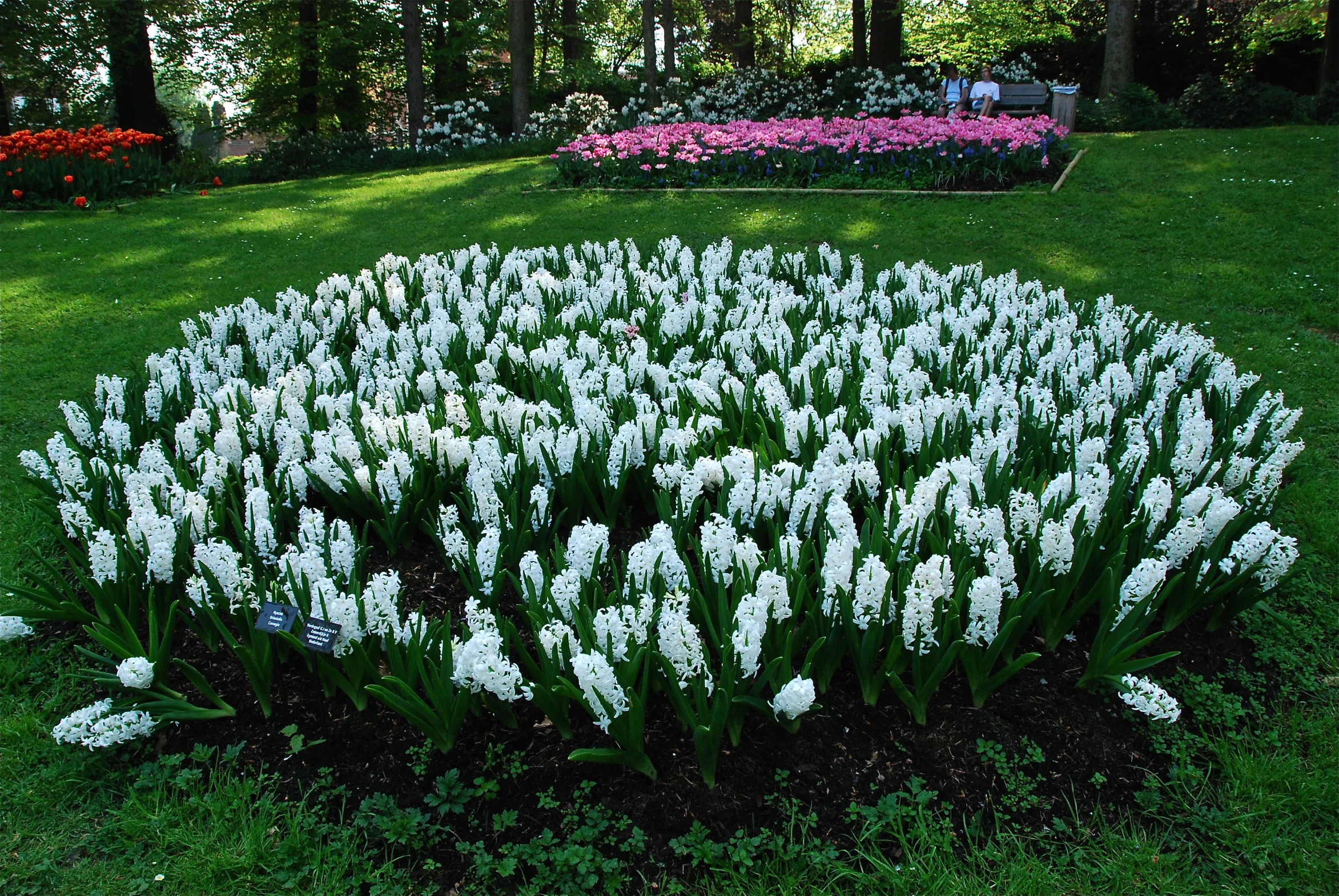 white flowers in a circular circular garden display in the grass