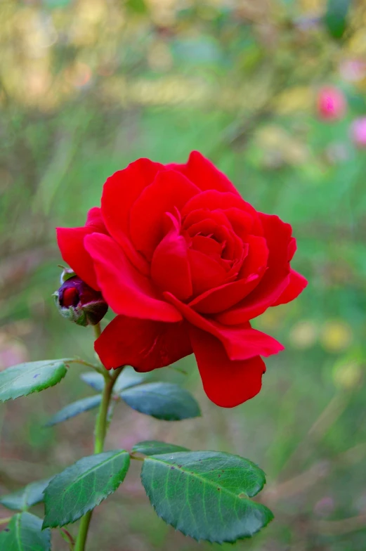 a red flower in full bloom, in a blurry background