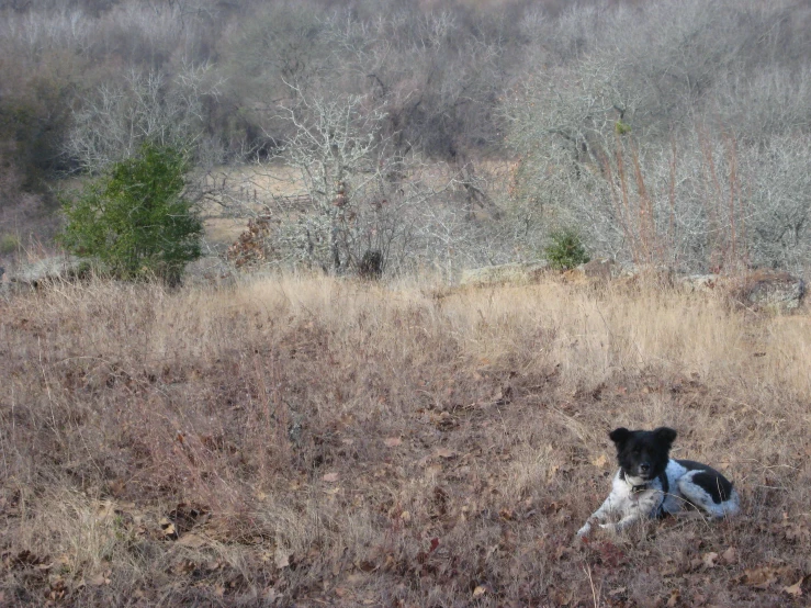 a dog is sitting in a field by himself