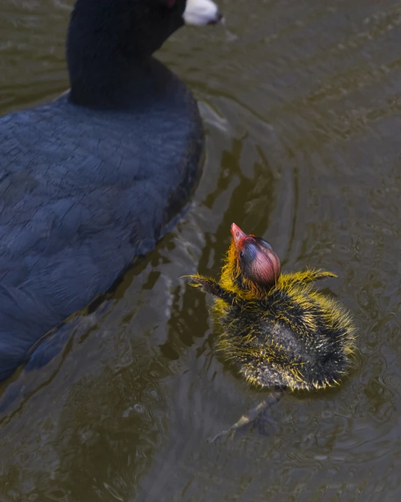 an adult bird swimming next to a baby bird