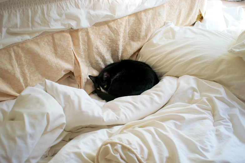 a black cat laying on top of a white comforter