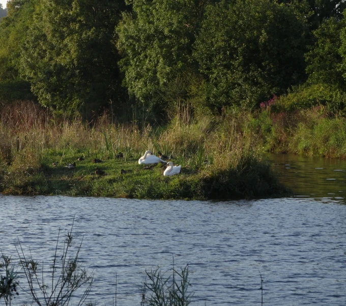 swans walking on an island in the middle of a pond