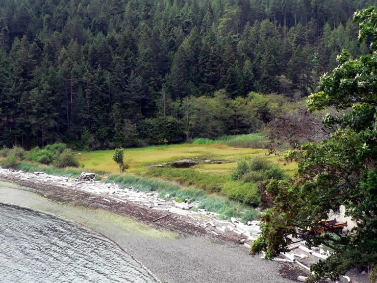 a picture of the lake by some trees