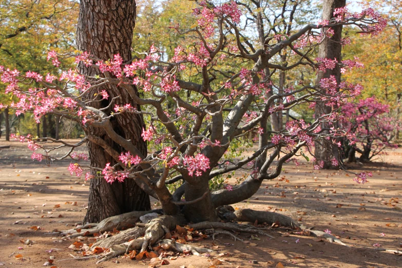 pink flowers are growing on the leaves under a tree