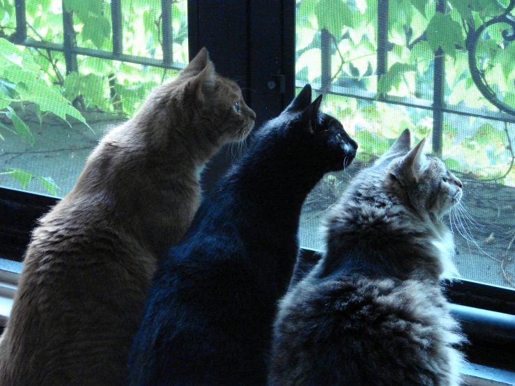 a couple of cats sitting together looking out a window