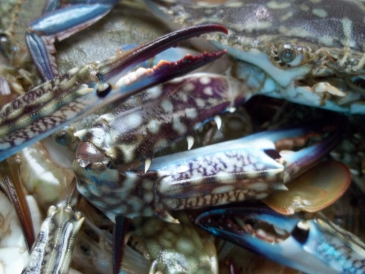 blue crabs are piled on top of each other