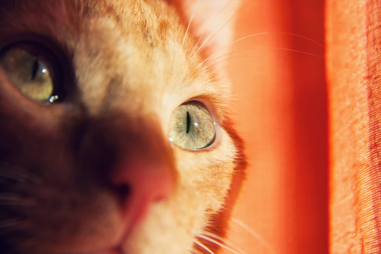 the green eye of a cat close up