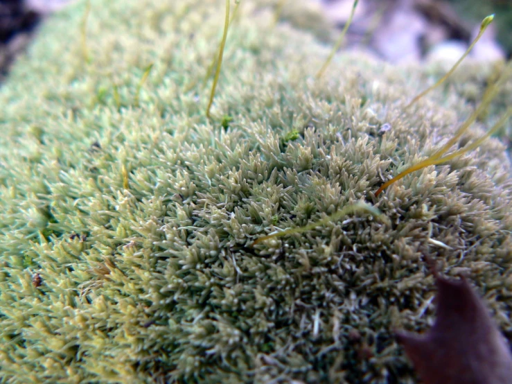 a piece of moss with small yellow flowers on it