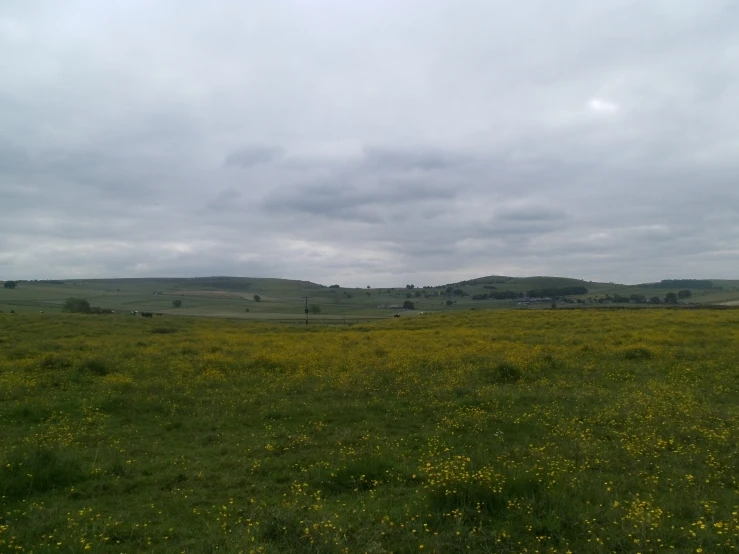 there is a large grassy field with wild flowers on it