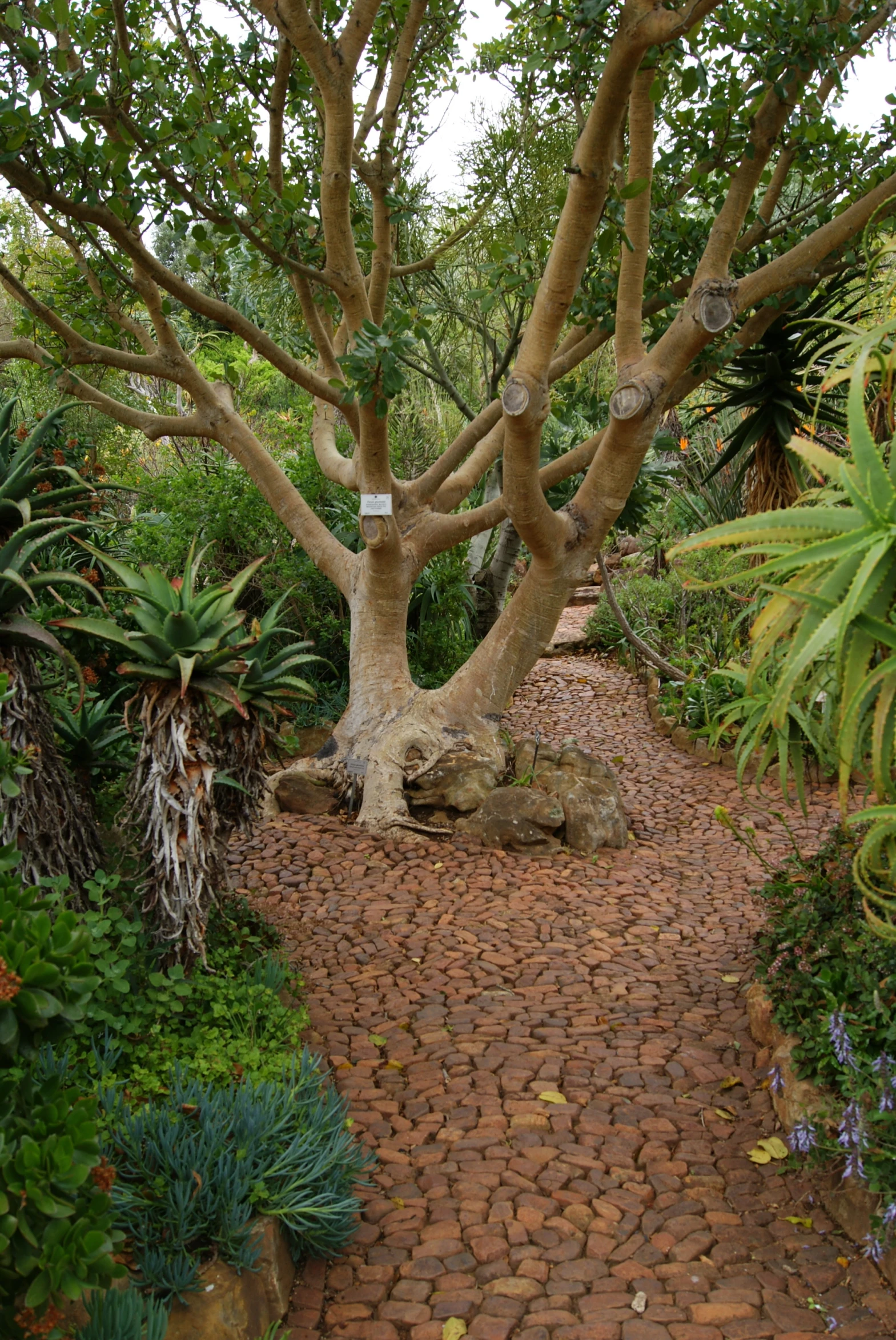 the stone walkway leads to the very tall tree