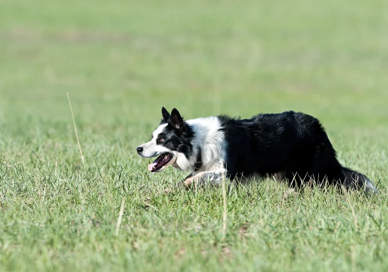 a dog is lying down in the grass