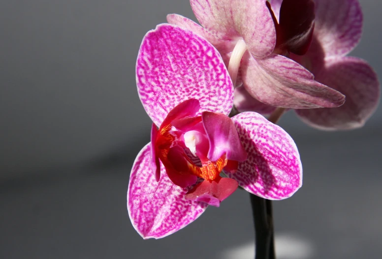 a beautiful orchid with red flowers sits on a white vase