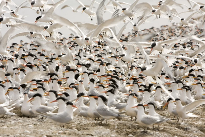 a large group of birds in the middle of a field