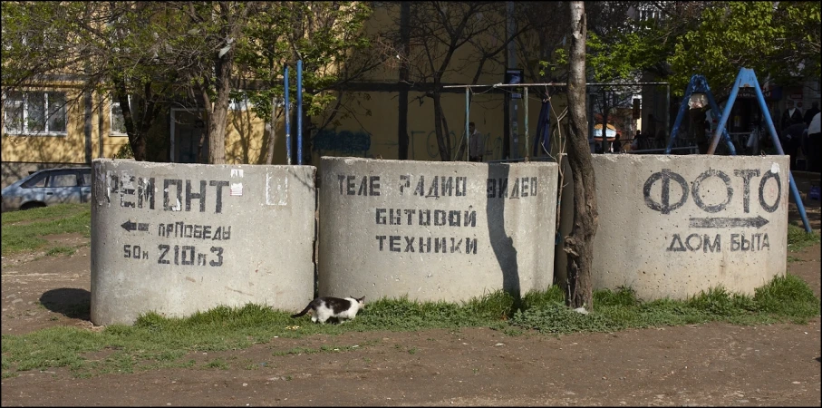 a black and white cat in between two cement blocks