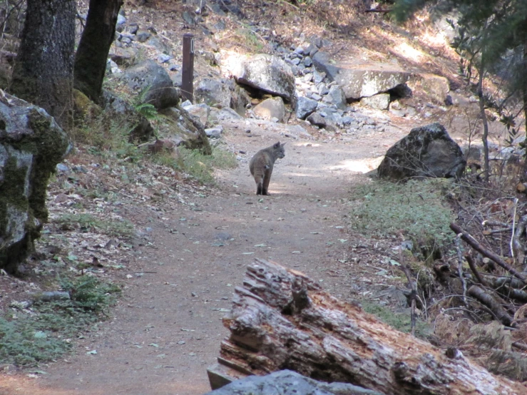 a large animal is walking on the dirt path