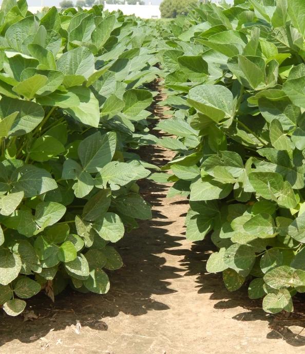 rows of green plants in dirt area next to grass field