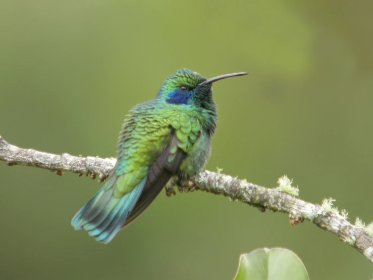 a small green bird is perched on a twig