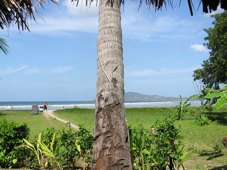 the bench in front of the palm tree at the beach