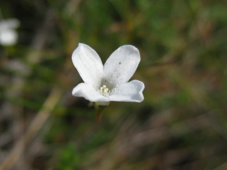 a white flower with green background that looks as if its blooming