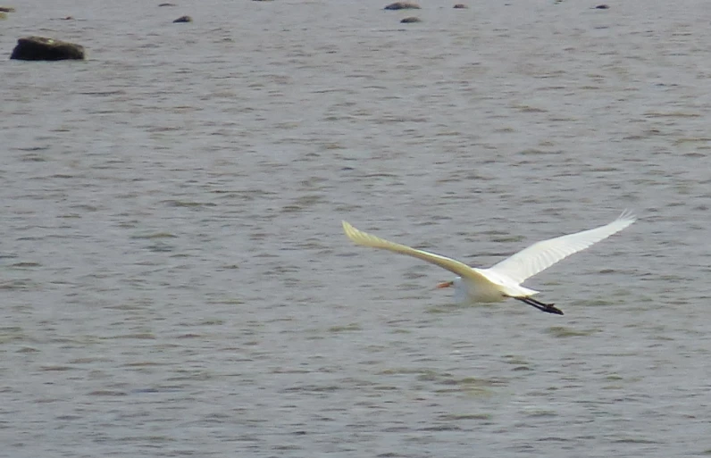 there is a seagull flying over the water