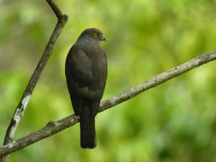 a black bird sitting on a tree nch