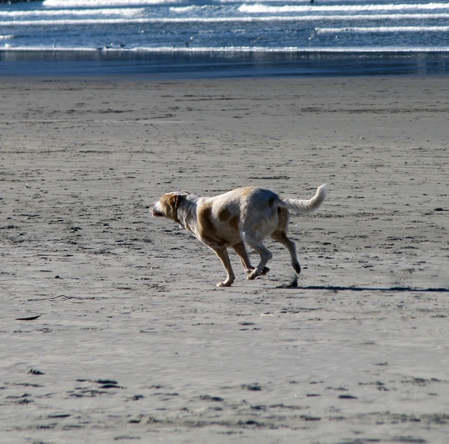 a dog running in the sand at the beach