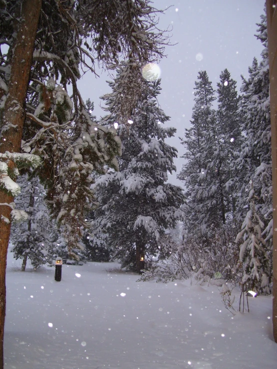 snowflakes falling from trees in the distance