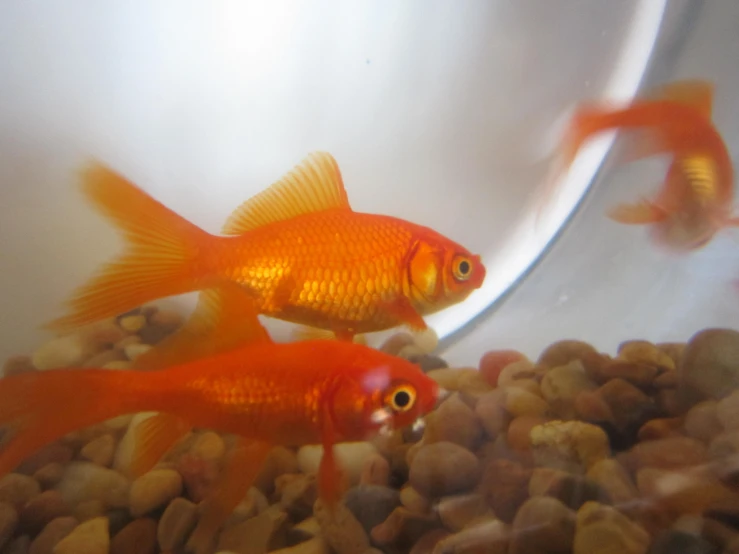 two bright yellow fish are in an aquarium filled with pebbles