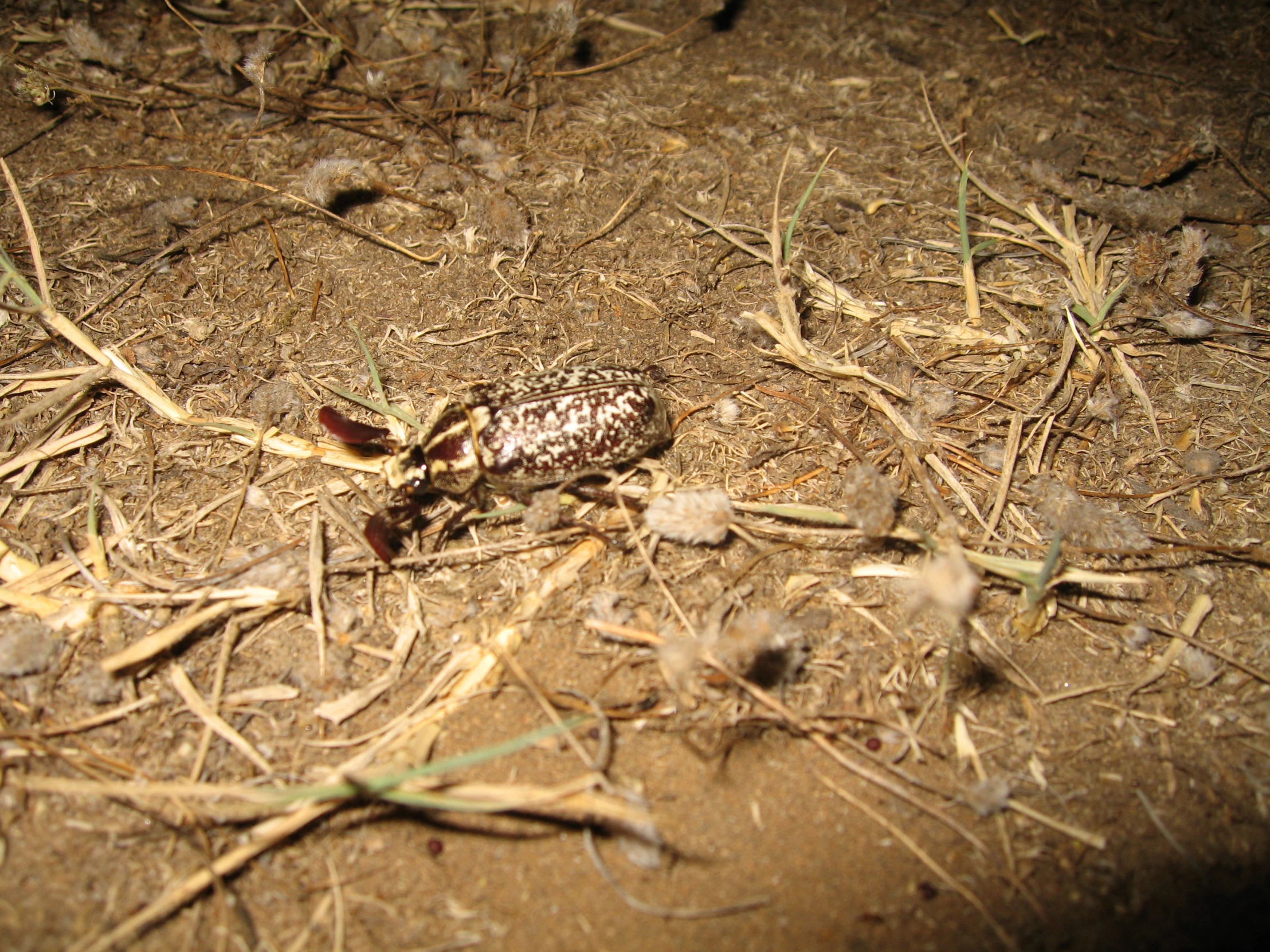 an image of a bug walking on the dirt