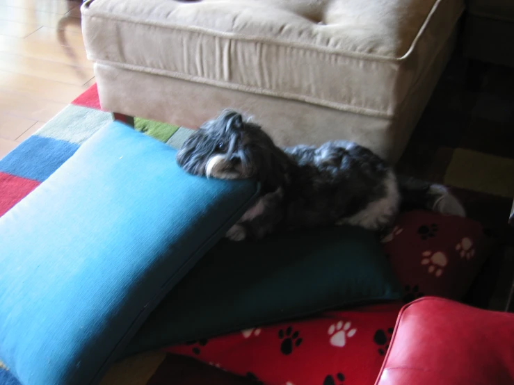 a dog is laying on the floor under a pillow