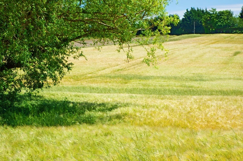 some very pretty grass and trees with some leaves