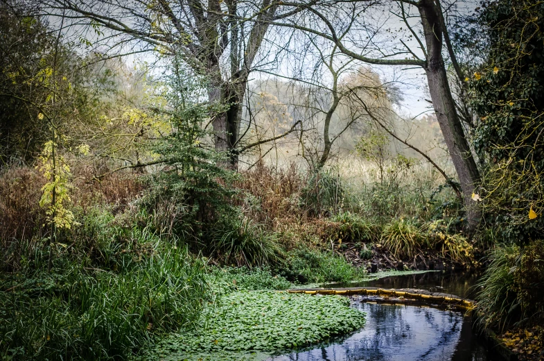 the stream is flowing through the woods