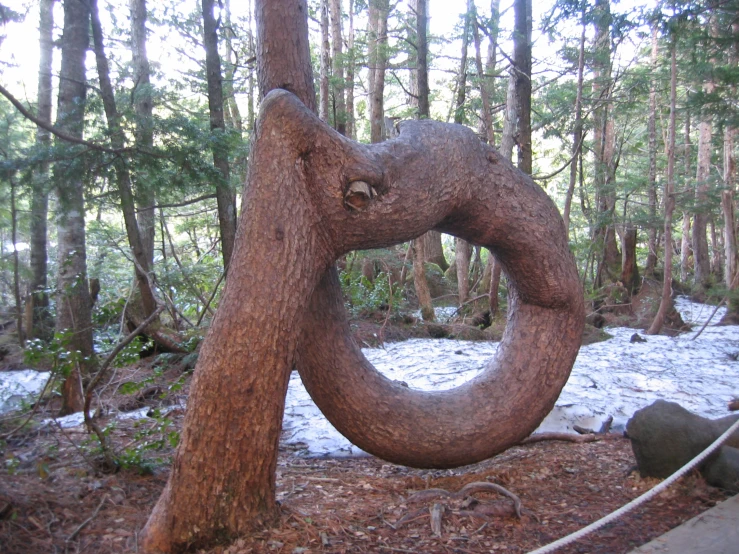 the odd tree in the forest has a curved root