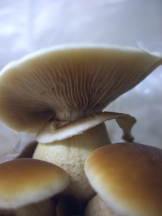 a close - up of a mushroom growing over leaves