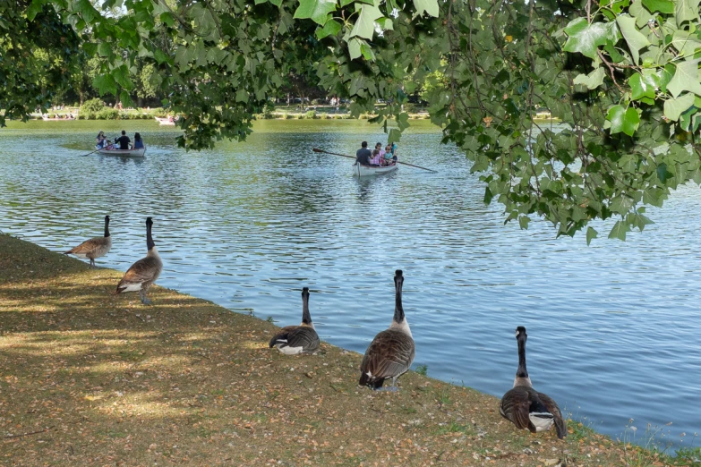 the geese are walking along the bank near a lake