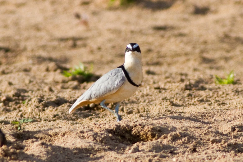 a bird walks in the sand and mud