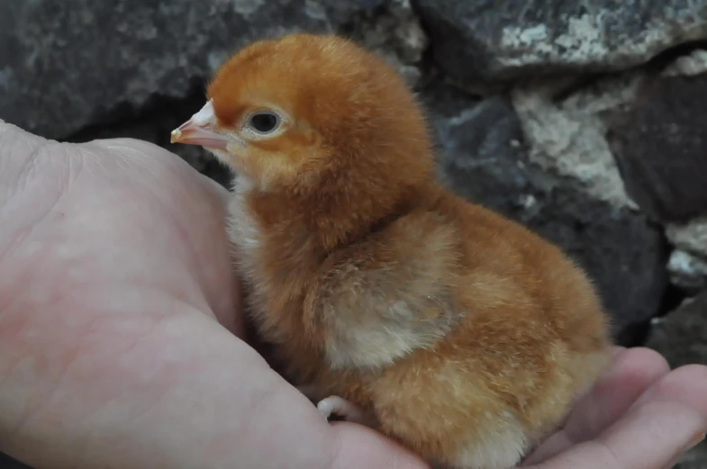 a hand holding a small chicken in it's palm