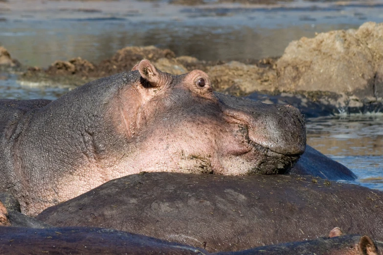 a hippopotamus resting in a pool of water