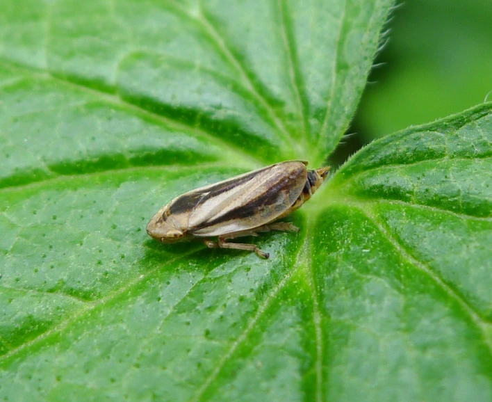 a small bug that is on the side of a leaf