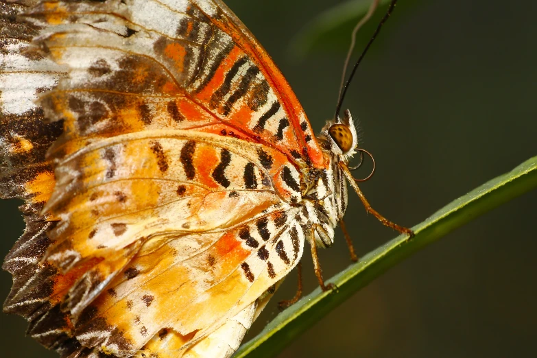 a colorful insect is sitting on the tip of a leaf