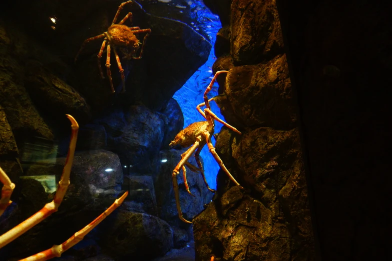 several spider crawl around some plants in a cave