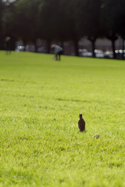 a bird is standing in the middle of a field