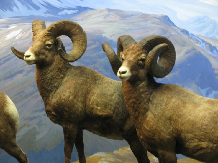 four ram statues in a mountain range setting