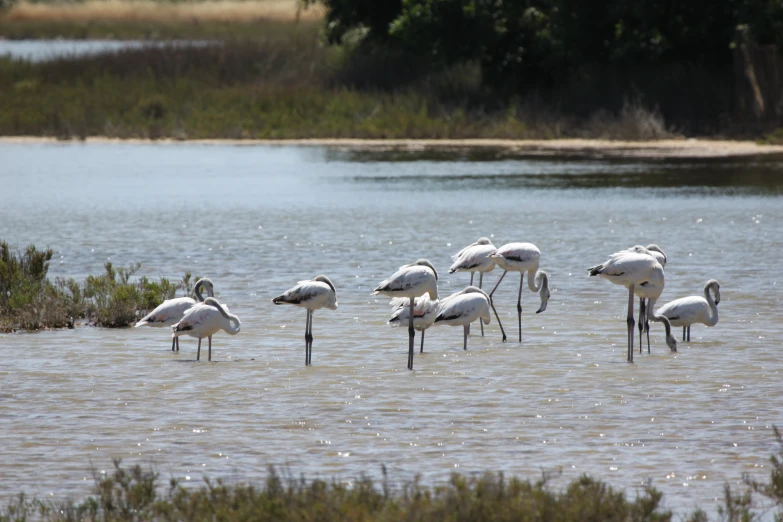 a group of birds wading in the water